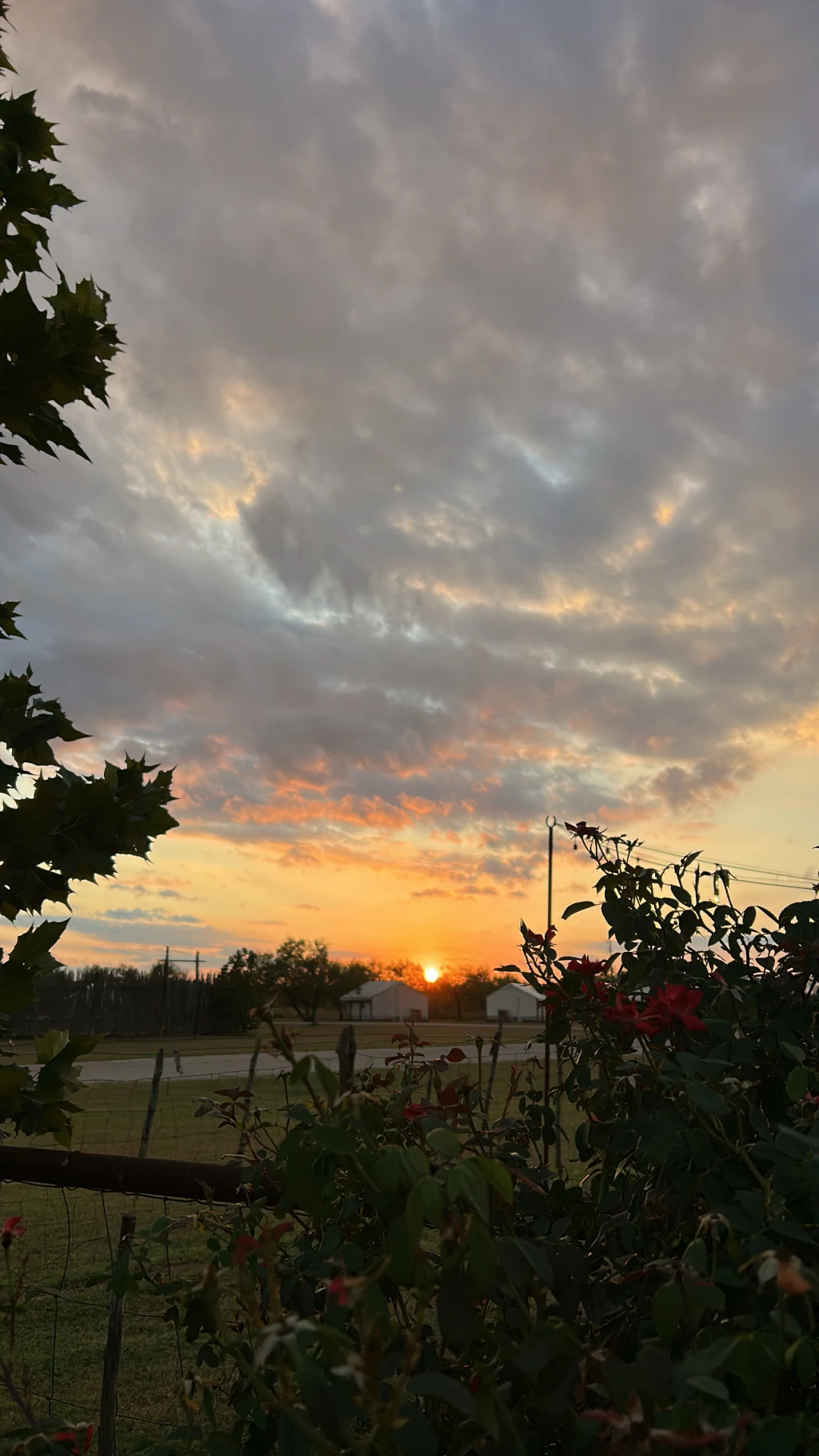 Ranch sunset with red roses in the foreground