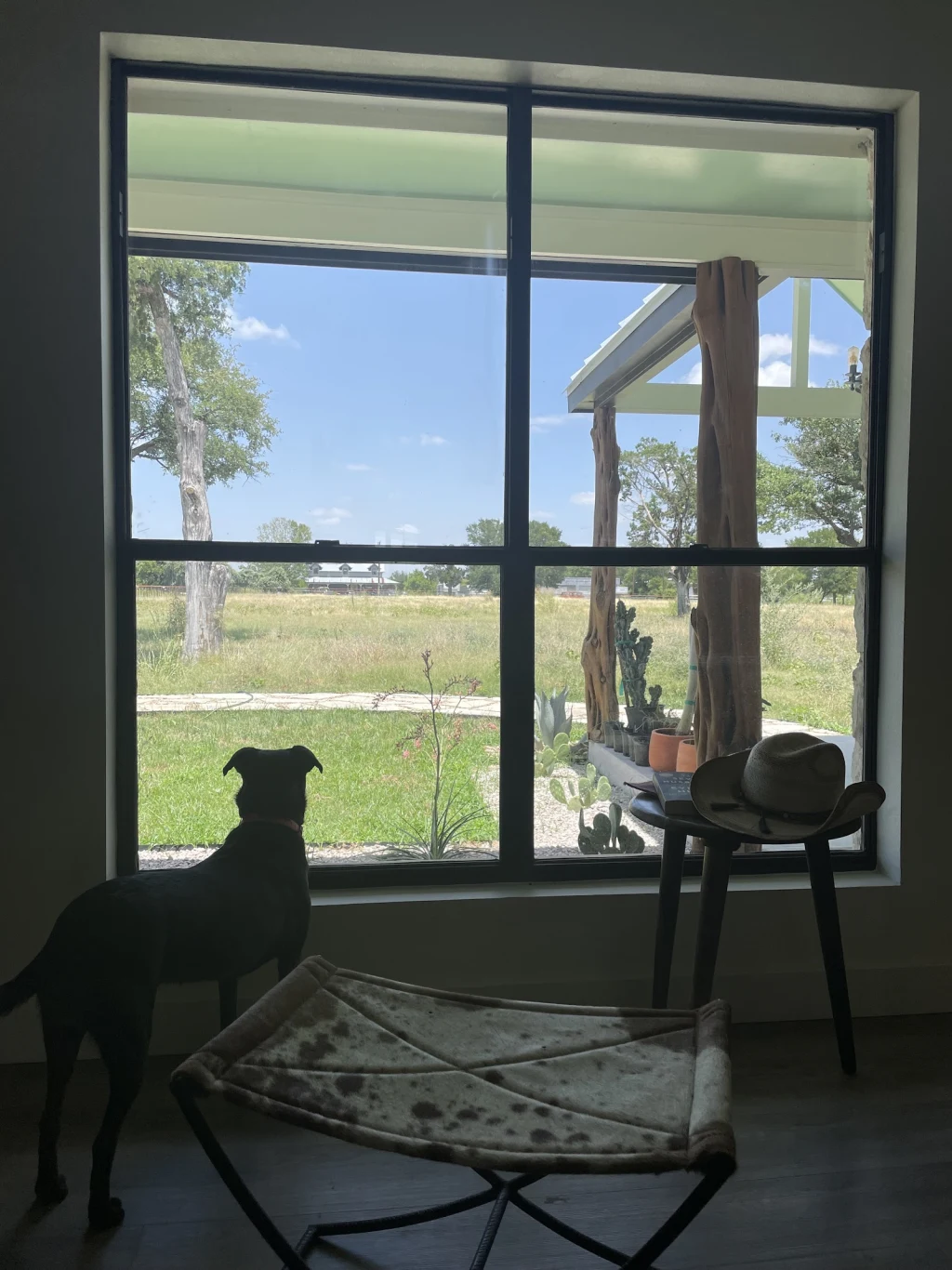 View from The Lodge window — dog watching out toward the ranch pasture